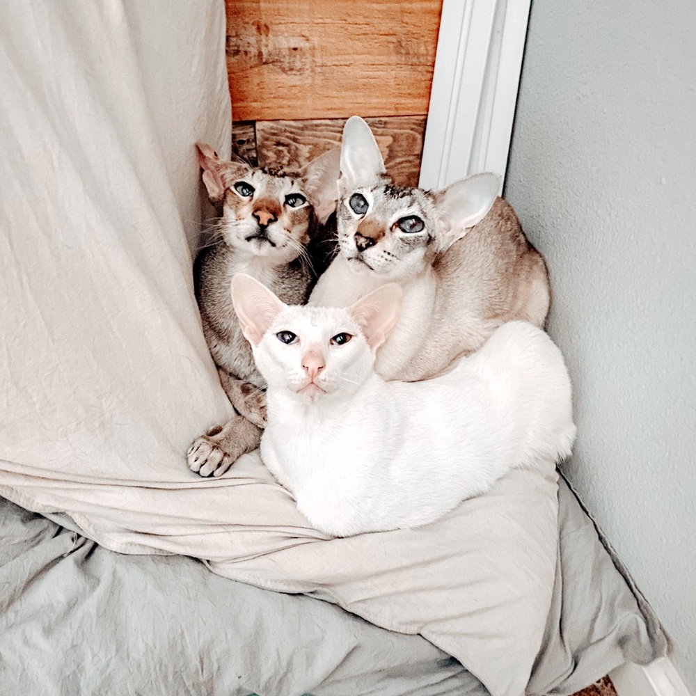 Hi! ♡︎ - Picture 5 of 6